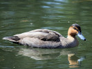 Philippine Duck (WWT Slimbridge April 2011) - pic by Nigel Key